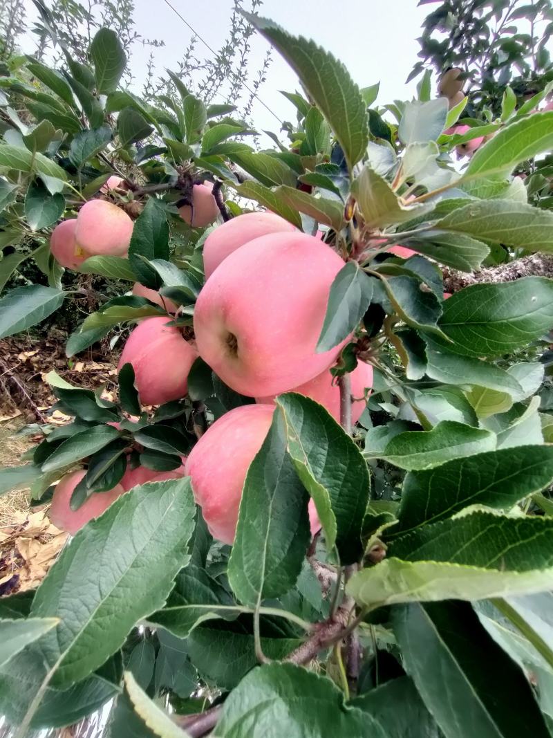 新鲜山东红富士苹果大量上市。新鲜采摘。果园交易