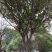 本基地常年供应各种苗木花卉300多种黄葛树，质量保证欢迎