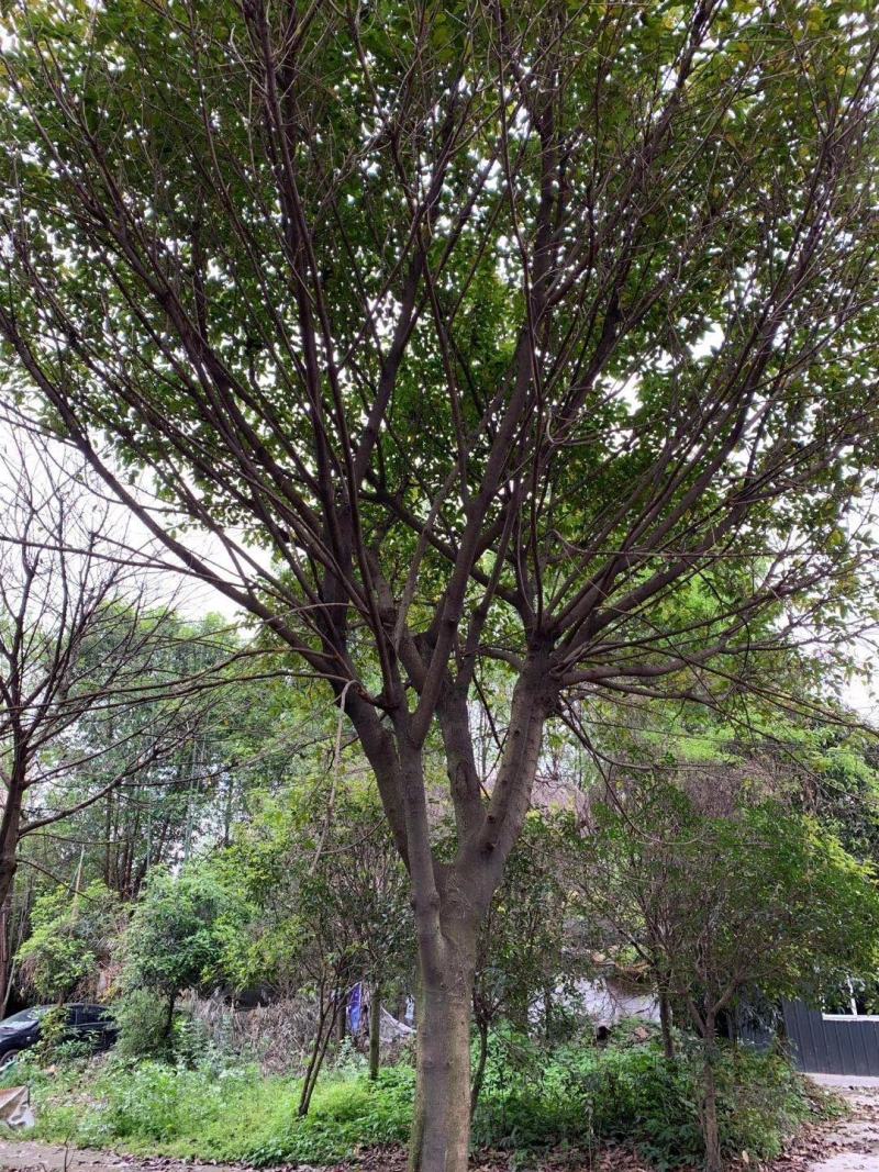 本基地常年供应各种苗木花卉300多种黄葛树，质量保证欢迎