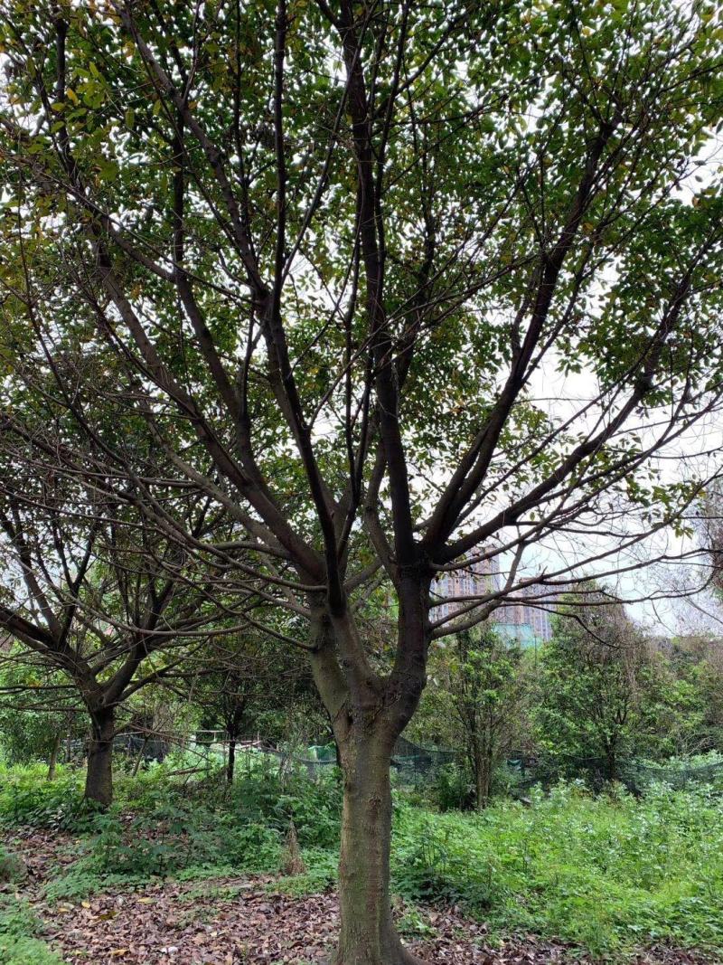 本基地常年供应各种苗木花卉300多种黄葛树，质量保证欢迎