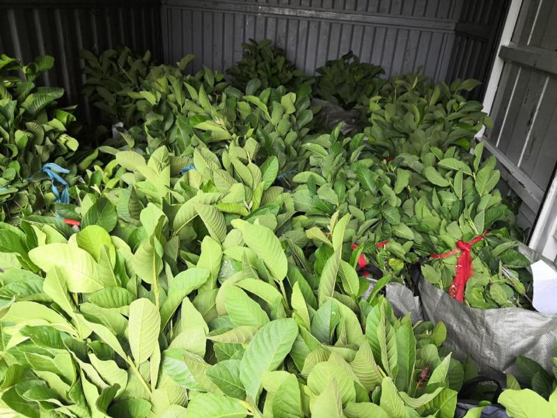 台湾四季珍珠番石榴苗，小杯苗，四季可种，当年结果假一赔百