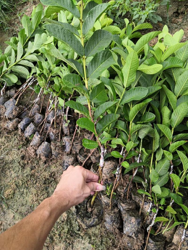 台湾四季珍珠番石榴苗，小杯苗，四季可种，当年结果假一赔百