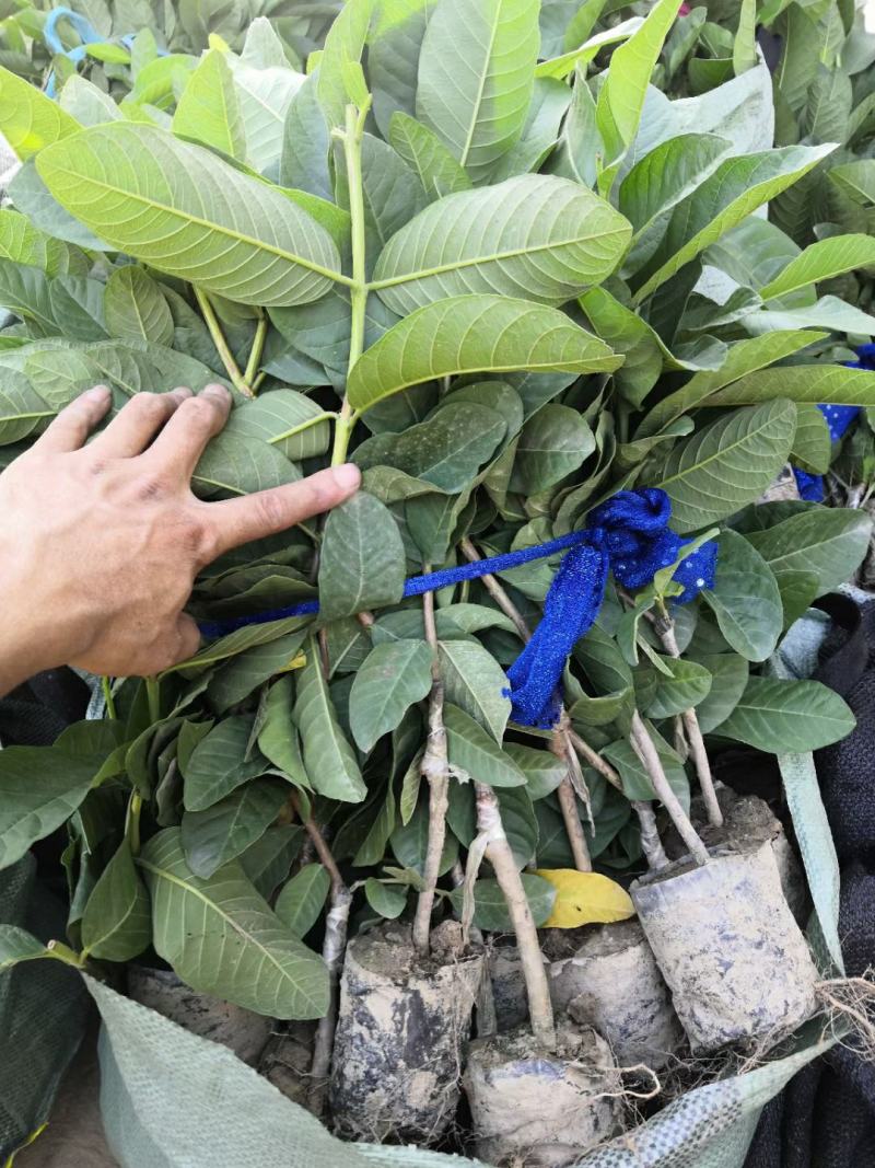 台湾四季珍珠番石榴苗，小杯苗，四季可种，当年结果假一赔百