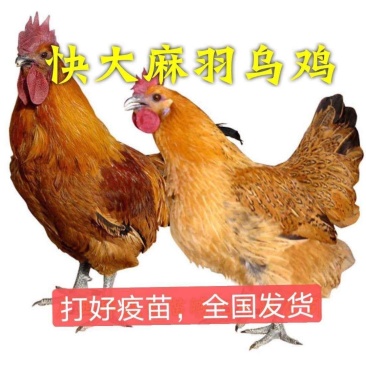 快大麻乌/快大型肉鸡(麻乌快大麻乌鸡苗)疫苗全国发货