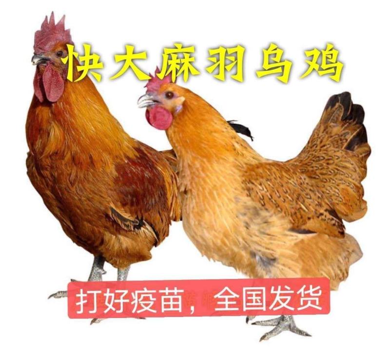 快大麻乌/快大型肉鸡（麻乌快大麻乌鸡苗）疫苗全国发货