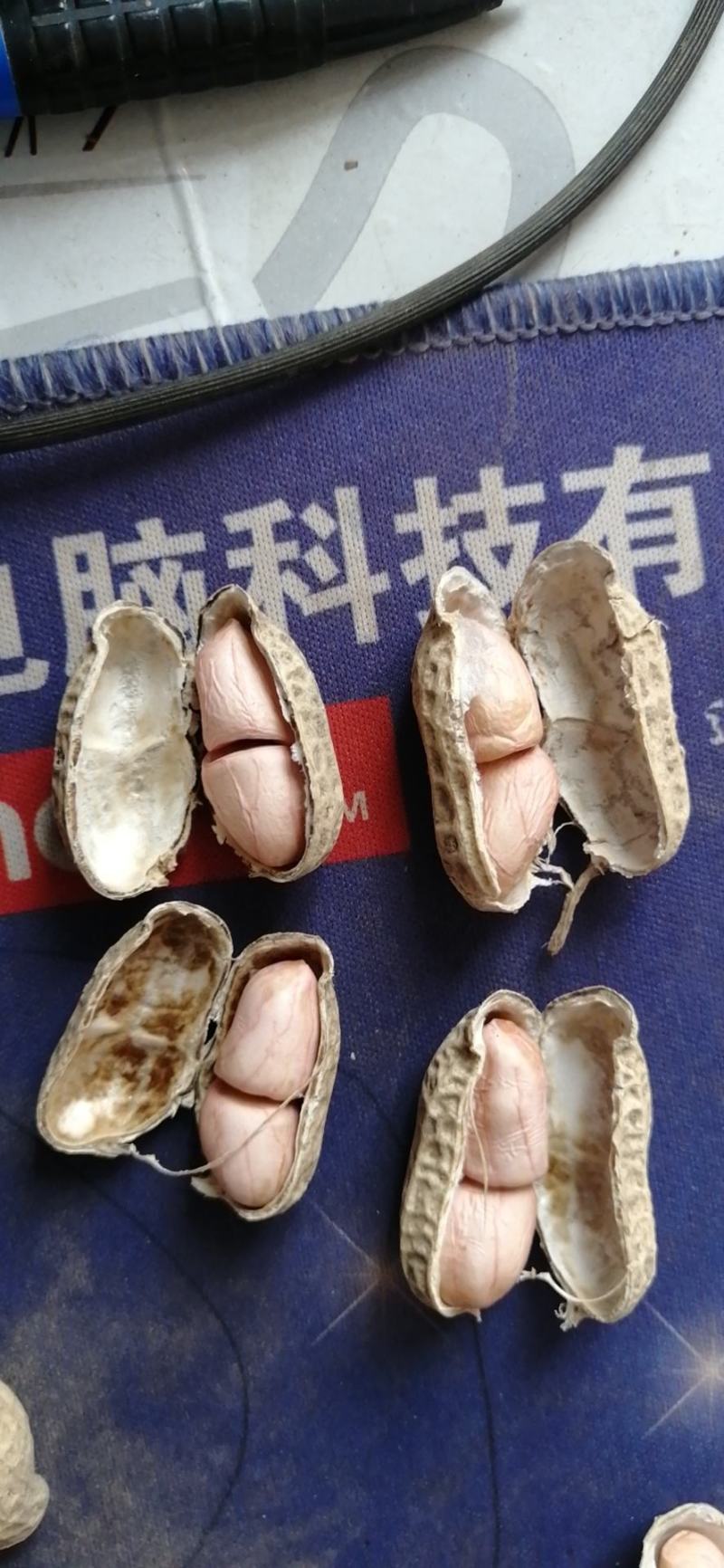 花生风选果罗汉油料果