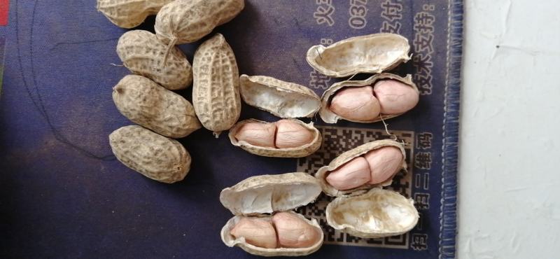 花生风选果罗汉油料果