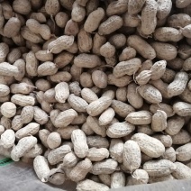 花生风选果罗汉油料果