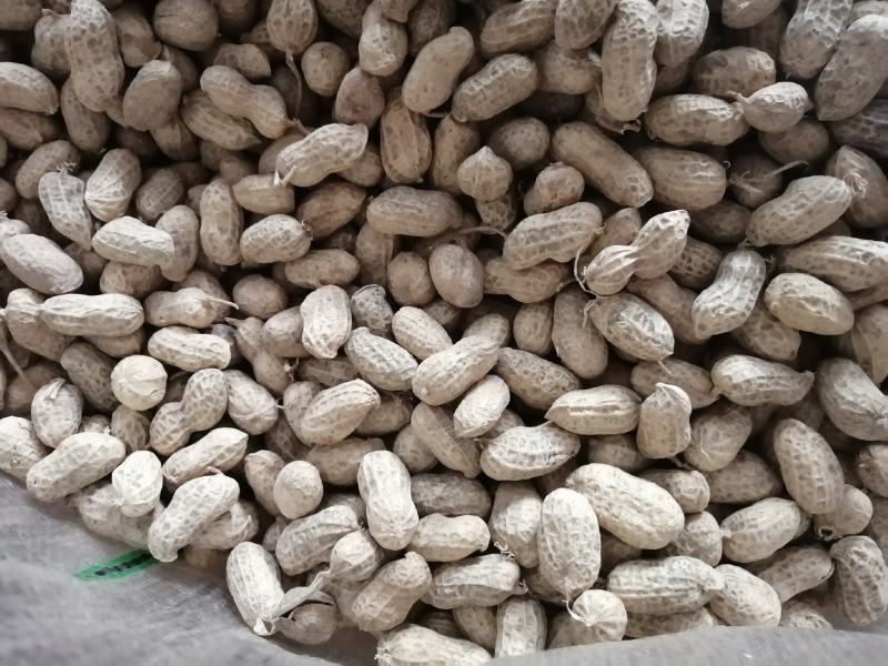 花生风选果罗汉油料果