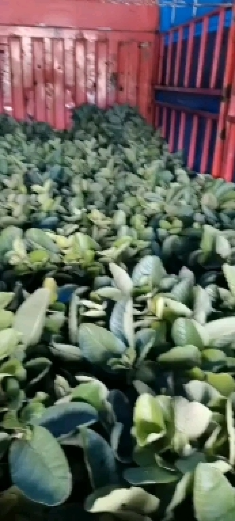 红宝石番石榴苗，当年结果，包品种，产地供应
