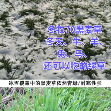 冬牧70黑麦草绿小麦厂家直销大量库存长年供应价格优惠