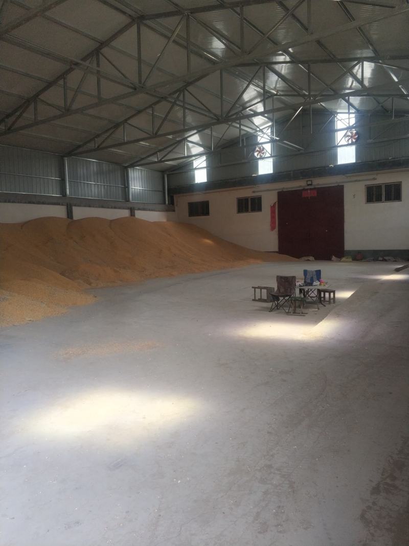 干玉米粒出售水分14点质量好500吨河南新乡市