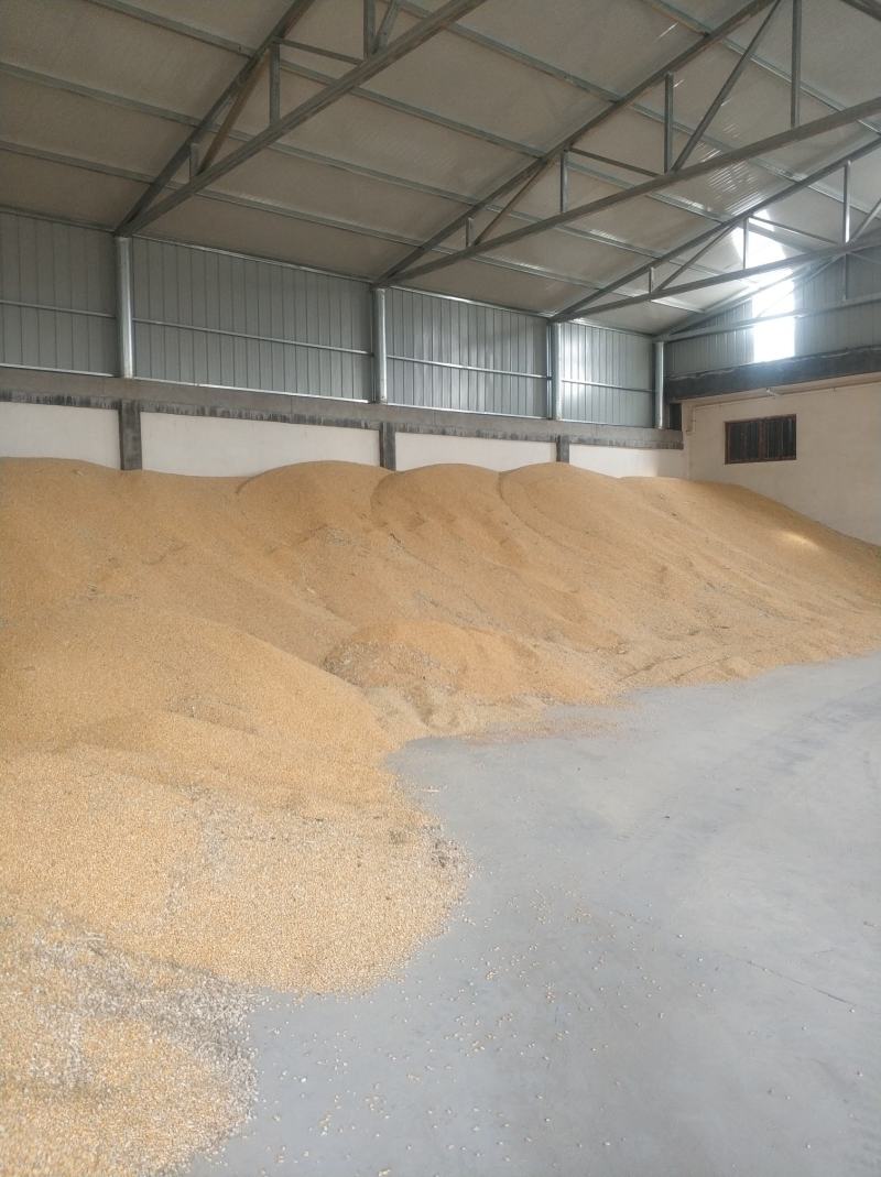 干玉米粒出售水分14点质量好500吨河南新乡市