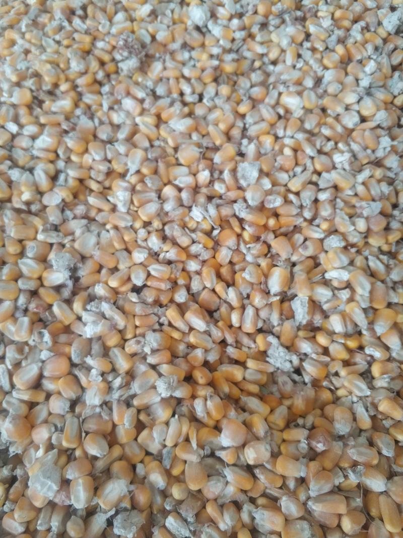 干玉米粒出售水分14点质量好500吨河南新乡市