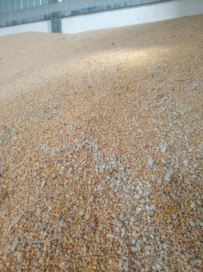 干玉米粒出售水分14点质量好500吨河南新乡市