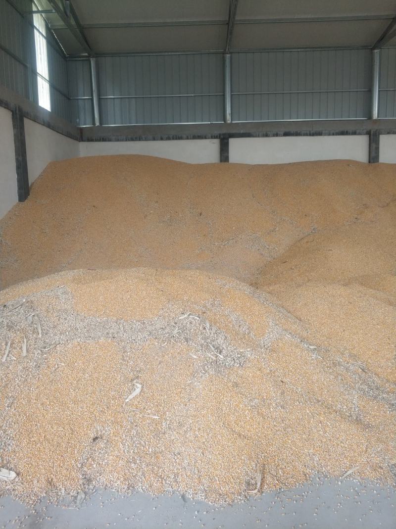 干玉米粒出售水分14点质量好500吨河南新乡市