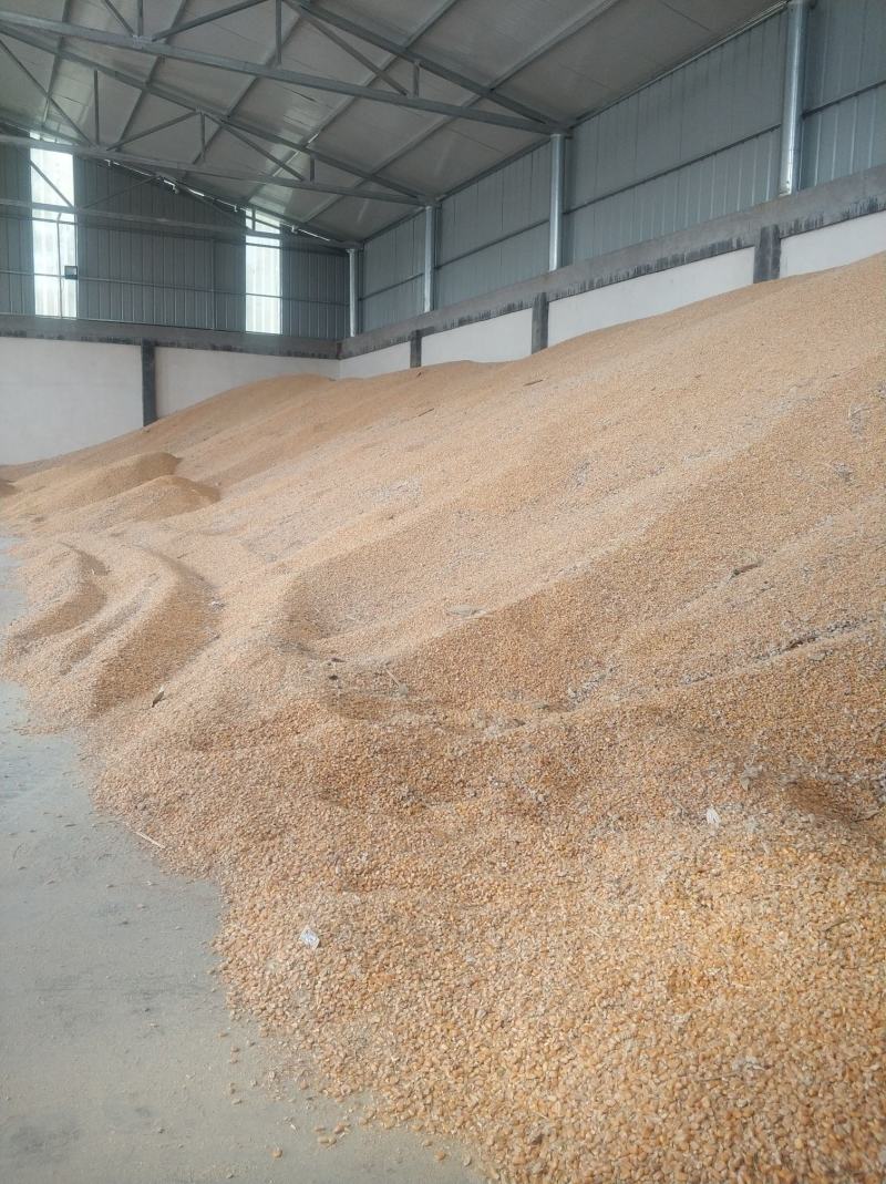 干玉米粒出售水分14点质量好500吨河南新乡市