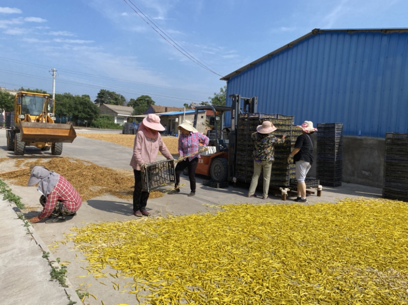 优惠农户菜，轻脆香甜。