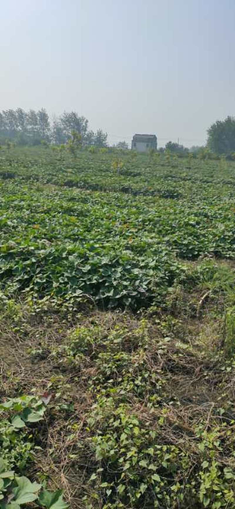 安徽泗县红薯粉丝山芋之乡提供老鸭粉丝汤淮南牛肉汤粉丝