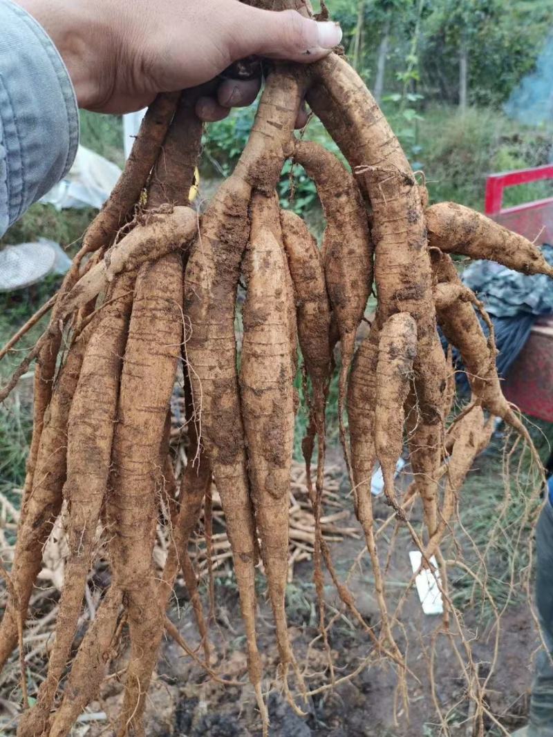 小叶牛大力苗，，成活好，根须发达，基地直供，货源充足