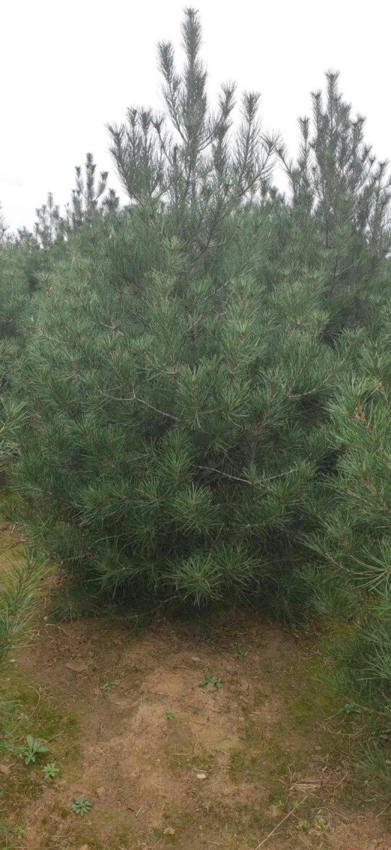 白皮松