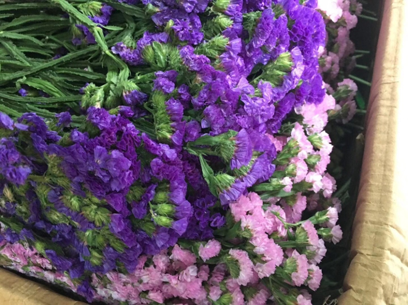 云南勿忘我鲜花干花昆明花整件鲜花散花秤斤花