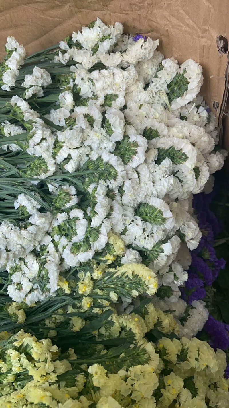 云南勿忘我鲜花干花昆明花整件鲜花散花秤斤花