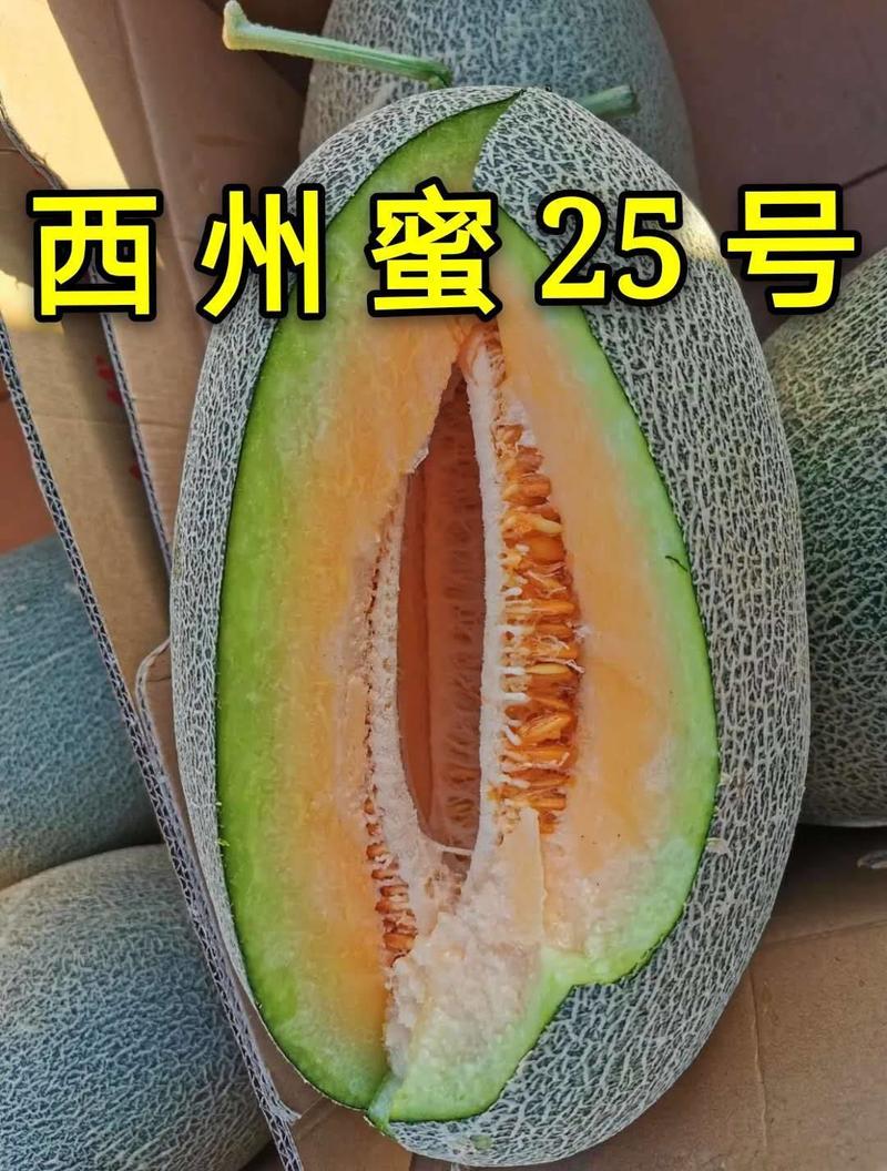网纹西州蜜小蜜25哈密瓜，潍坊特产