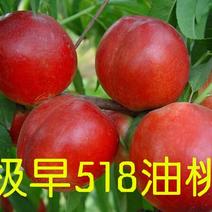 518油桃树苗早熟品种苗圃自繁自育河北桃树苗包技术