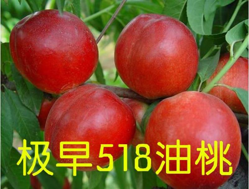 518油桃树苗早熟品种苗圃自繁自育河北桃树苗包技术