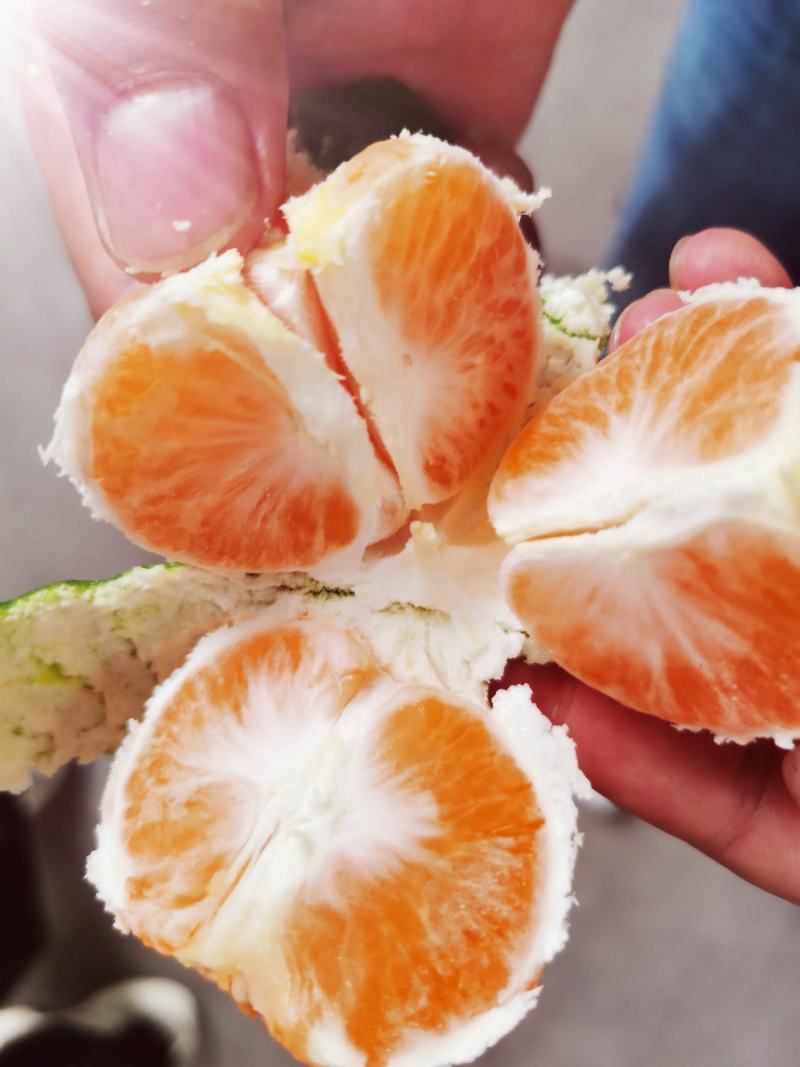 湖北宜昌蜜橘柑橘自家种植汁多味甜诚信经营！看货采摘！电联