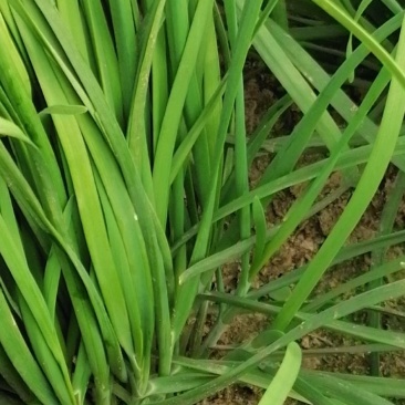 韭菜头刀需要联系