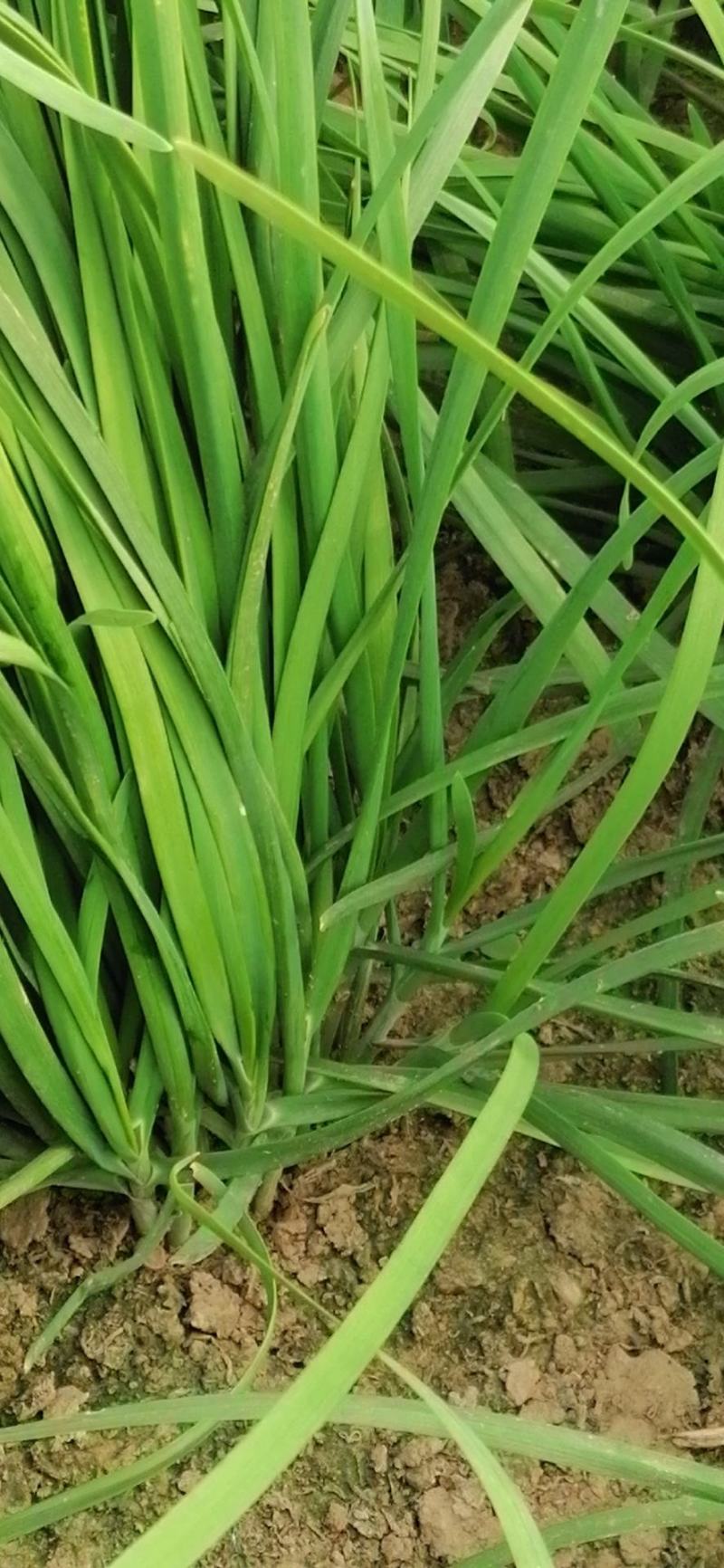 韭菜头刀需要联系