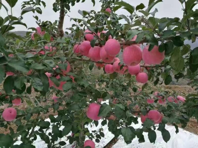 红富士苹果产地发货