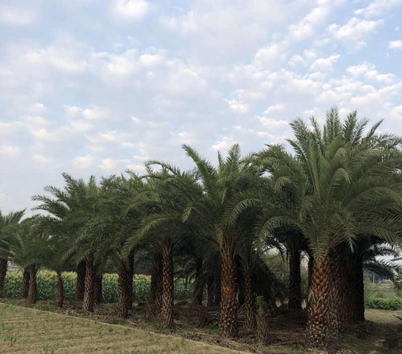 中东海枣树全国大型种植基地福建精品中东海枣银海枣树产地