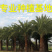 中东海枣树全国大型种植基地福建精品中东海枣银海枣树产地