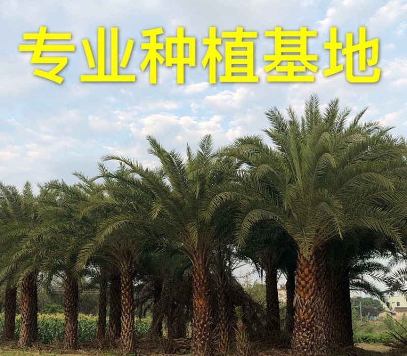中东海枣树全国大型种植基地福建精品中东海枣银海枣树产地