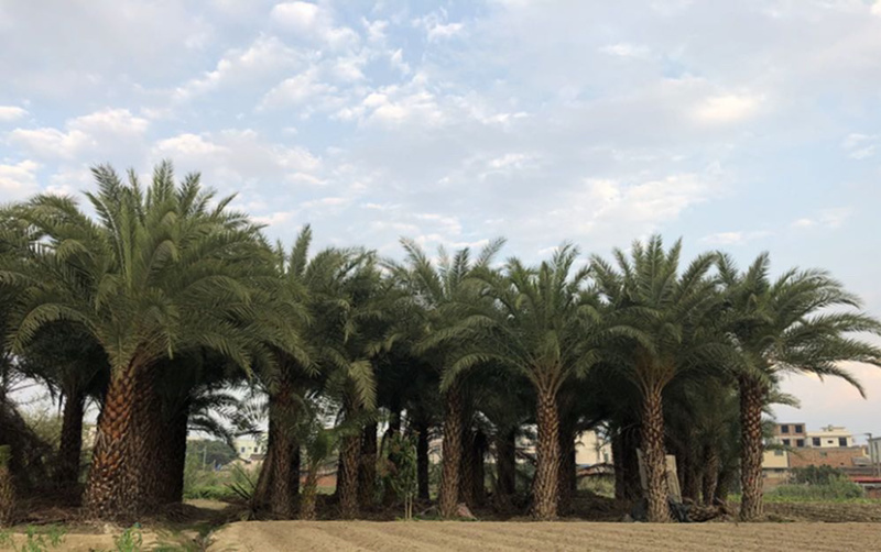 中东海枣树全国大型种植基地福建精品中东海枣银海枣树产地