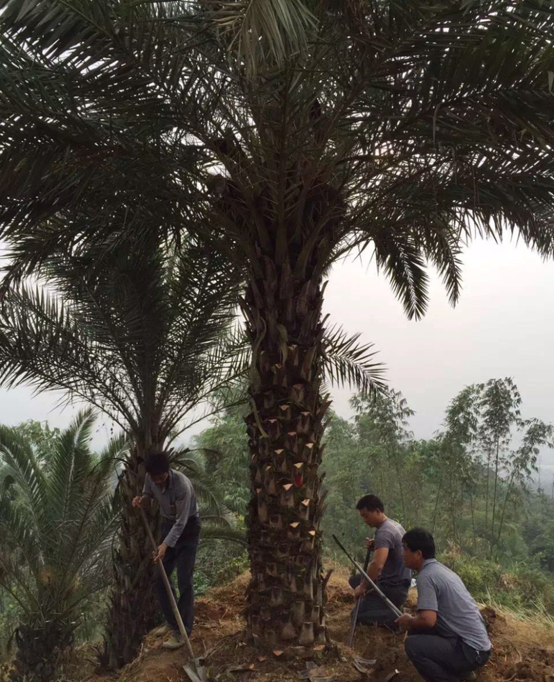 中东海枣树全国大型种植基地福建精品中东海枣银海枣树产地