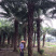 中东海枣树全国大型种植基地福建精品中东海枣银海枣树产地