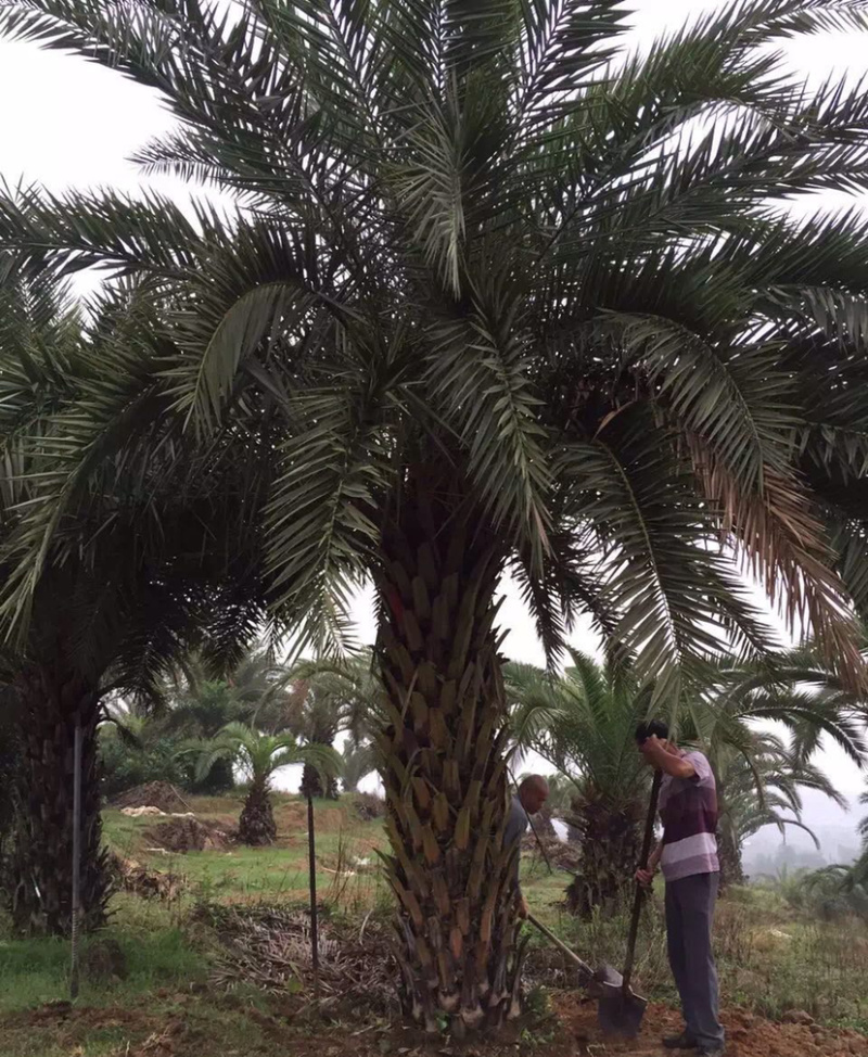 中东海枣树全国大型种植基地福建精品中东海枣银海枣树产地