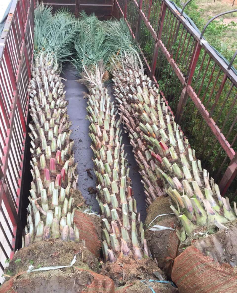 中东海枣树全国大型种植基地福建精品中东海枣银海枣树产地