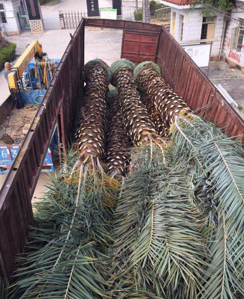 中东海枣树全国大型种植基地福建精品中东海枣银海枣树产地