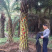 中东海枣树全国大型种植基地福建精品中东海枣银海枣树产地