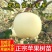 新品特大早熟奶油富士王冰糖心苹果树苗南北方种植耐寒耐旱