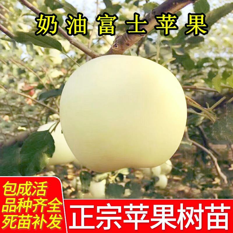 新品特大早熟奶油富士王冰糖心苹果树苗南北方种植耐寒耐旱