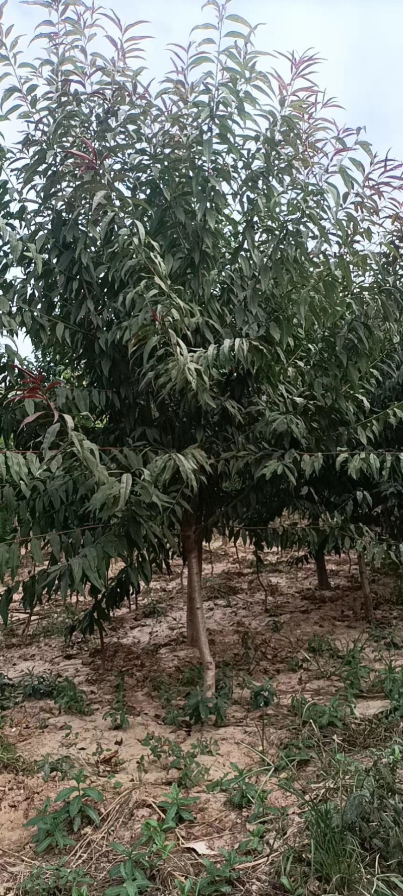 苗圃大量供应3-6公分的红叶碧桃，冠幅饱满不偏冠，