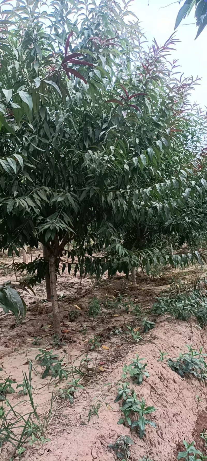 苗圃大量供应3-6公分的红叶碧桃，冠幅饱满不偏冠，