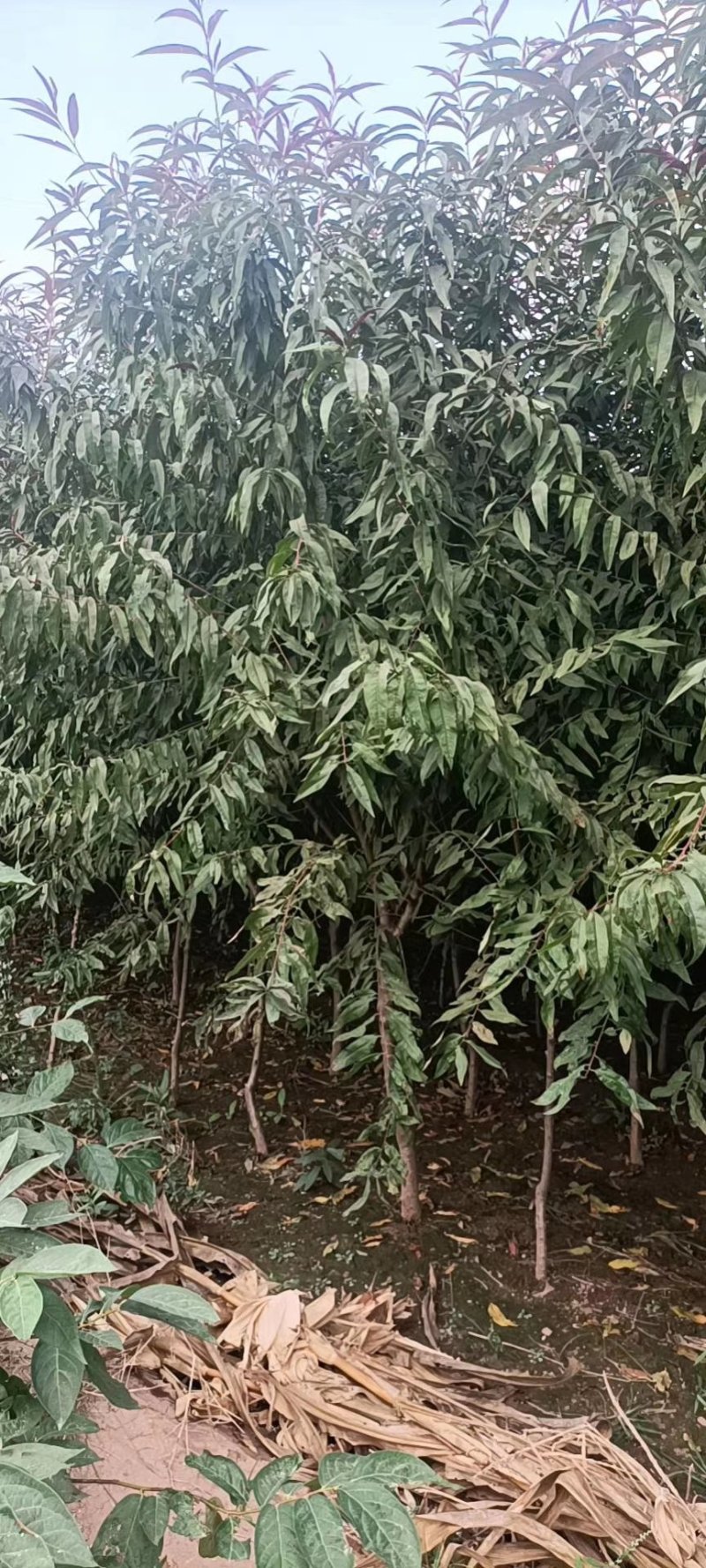 苗圃大量供应3-6公分的红叶碧桃，冠幅饱满不偏冠，