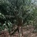 苗圃大量供应3-6公分的红叶碧桃，冠幅饱满不偏冠，